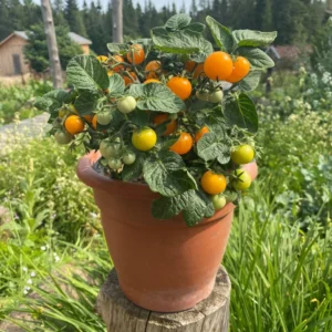 Tomate cerise orange Orange Hat - Pot de 6 po