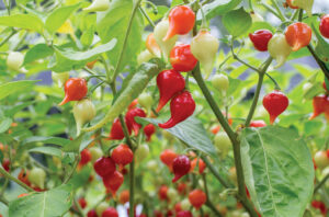 Piment Iracema Biquinho - Pot de 3 po