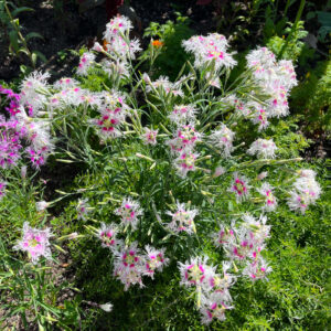 Oeillet Rainbow Loveliness - Crête de 6 alvéoles