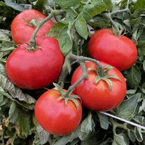 Tomate rouge Siletz - Crête de 6 alvéoles