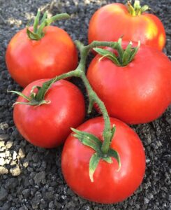 Tomate rouge Siletz - Pot de 8 po