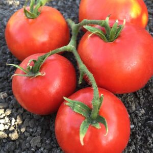 Tomate rouge Siletz - Pot de 8 po